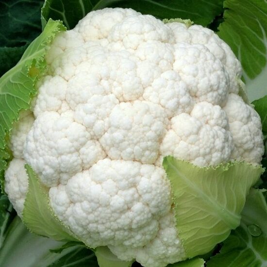 Ziedkāposti MOMENTUM F1  2500 gab Seminis